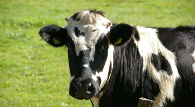 Coldiretti chiede rispetto accordo nazionale sul latte: in Toscana, tra Mugello e Maremma, resistono 200 stalle