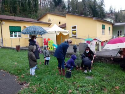 Un albero di olivo per ogni scuola di Coreglia