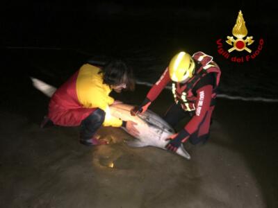 Si spiaggia un delfino, intervengono i vigili del fuoco per salvarlo
