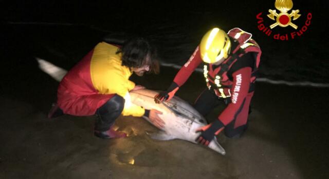 Si spiaggia un delfino, intervengono i vigili del fuoco per salvarlo