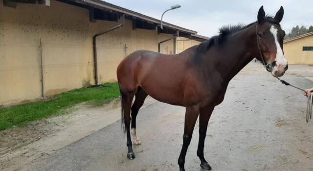 Un cavallo da salvare: corsa contro il tempo di Aquila Nera che ha bisogno anche del vostro aiuto entro il 22.12