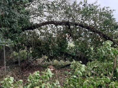 Crolla un albero, campo da calcio inagibile