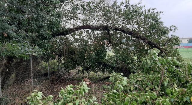 Crolla un albero, campo da calcio inagibile