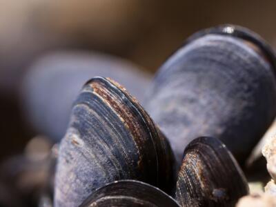 Pesca molluschi con bombole e martello: denunciato