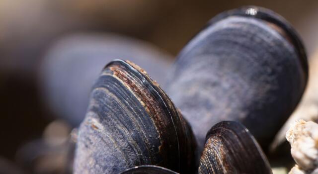 Pesca molluschi con bombole e martello: denunciato