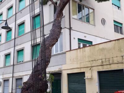 Livorno, cade un albero su un palazzo