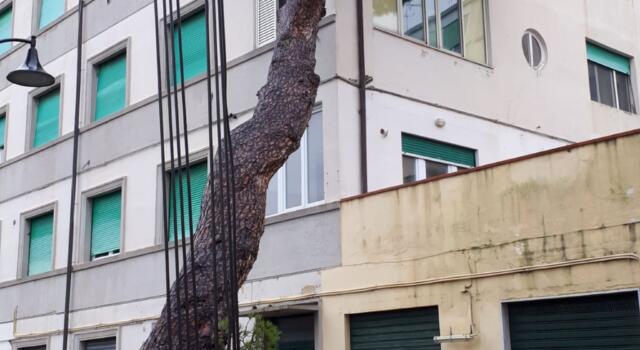 Livorno, cade un albero su un palazzo