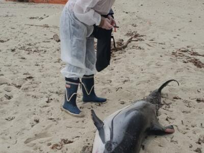 Ancora cetacei senza vita sulle spiagge dell’Elba.Si cercano le cause