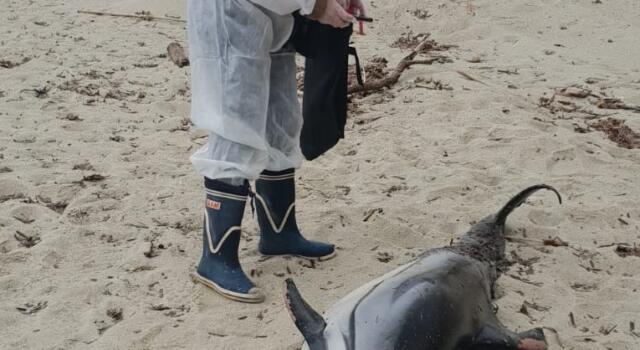 Ancora cetacei senza vita sulle spiagge dell&#8217;Elba.Si cercano le cause