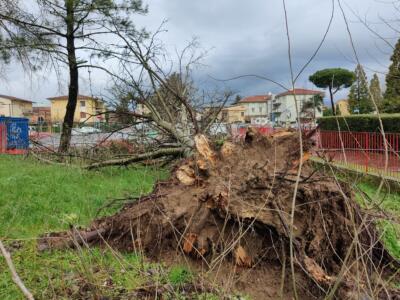 Albero caduto alla Montagnola di San Concordio