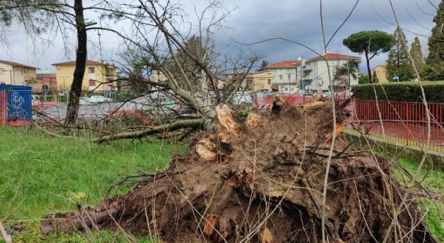 Albero caduto alla Montagnola di San Concordio