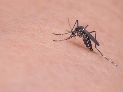 Malattie virali trasmesse da zanzare e zecche: il piano di prevenzione