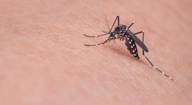 Malattie virali trasmesse da zanzare e zecche: il piano di prevenzione