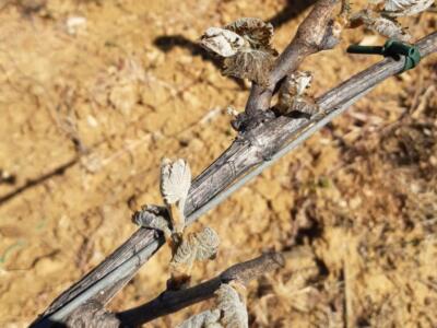 Maltempo: il gelo (-3) brucia ortaggi e frutti un Val di Corniariscaldano i vitigni