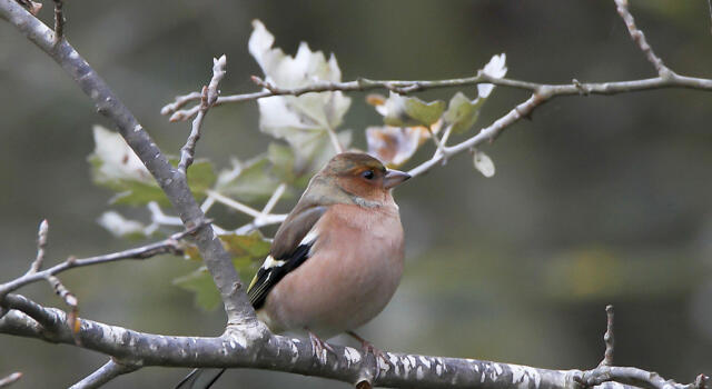 L’Oasi Arnovecchio riapre per il momento ai residenti: birdwatching primaverile e fioriture di stagione