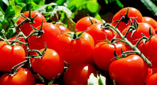 Confagricoltura Toscana: “A rischio la filiera produttiva del pomodoro maremmano”