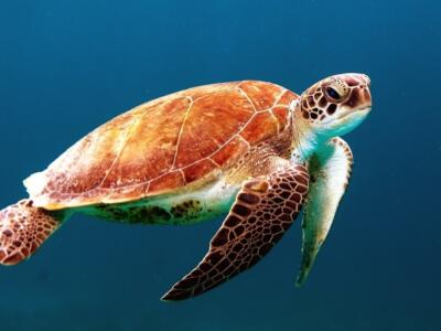 Poseidone torna in mare, la tartaruga rilasciata nelle acque di Castiglione della Pescaia