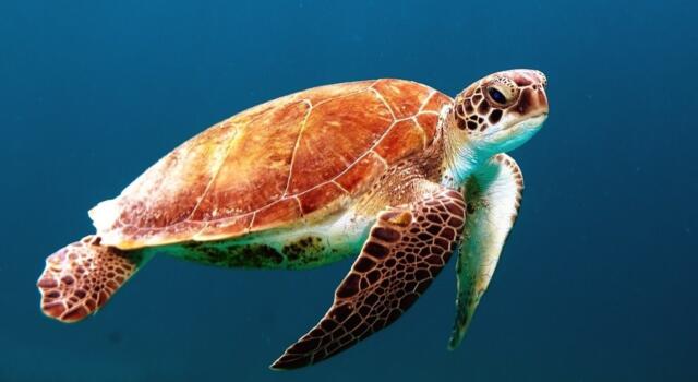Poseidone torna in mare, la tartaruga rilasciata nelle acque di Castiglione della Pescaia