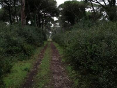 Lipu Pisa: “La ciclopista del Trammino non sacrifichi la natura”