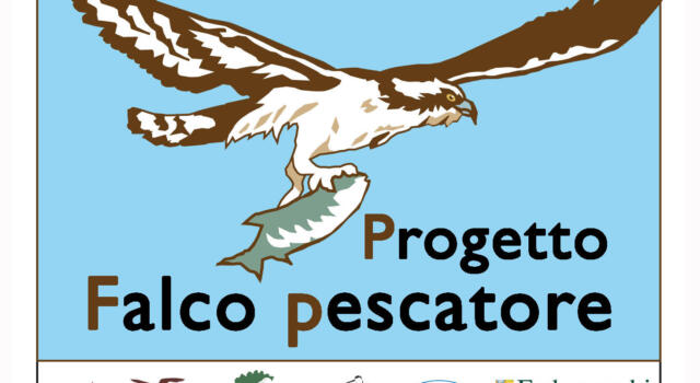 Il Falco pescatore nidifica a Capraia e nell’Arcipelago Toscano dopo 90 anni