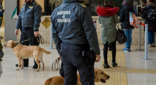 GDF Livorno, sequestrato patrimonio a produttore di marijuana