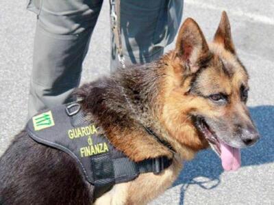 Guardia di finanza Pisa, attuati controlli antidroga alla stazione ferroviaria