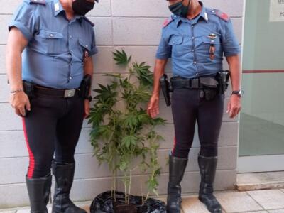 Carabinieri chiamati per una lite ma trovano piante di Marijuana