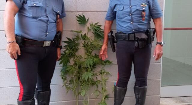 Carabinieri chiamati per una lite ma trovano piante di Marijuana