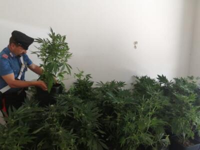 Una serra di marijuana in casa, arrestato 28enne