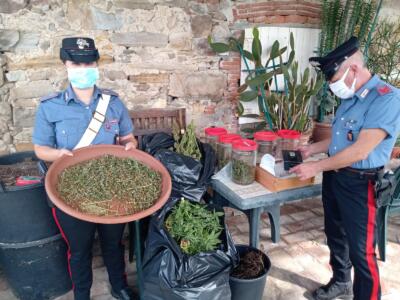 Arrestato dai carabinieri per coltivazione e detenzione di marijuana