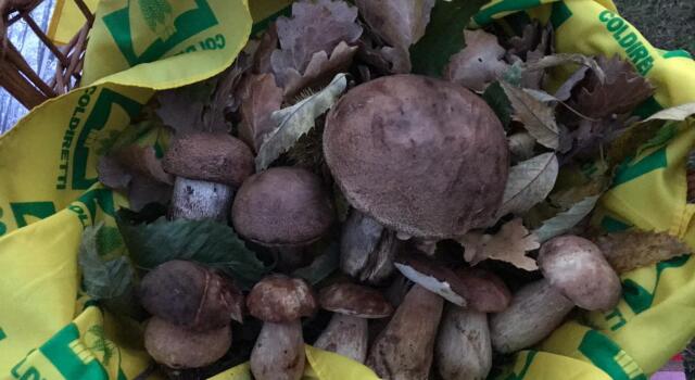 Coldiretti Toscana: i funghi battono zucche e castagne, sono il “frutto” d’autunno preferito dai toscani