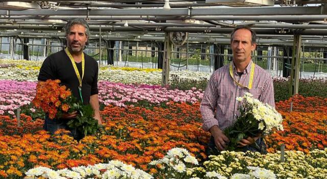 Ognissanti: 3,5 milioni di crisantemi per la festa dei morti, settore riparte dopo pandemia