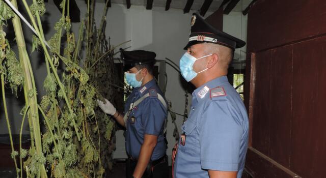 Scoperto dai Carabinieri un podere abbandonato usato come essiccatoio di marijuana
