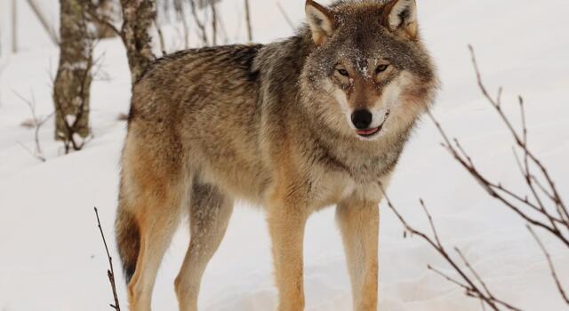 Incontri con la scienza 2023: &#8220;Nuove frontiere per la conversazione del lupo in Italia e in Europa: il progetto Life “Wildwolf”