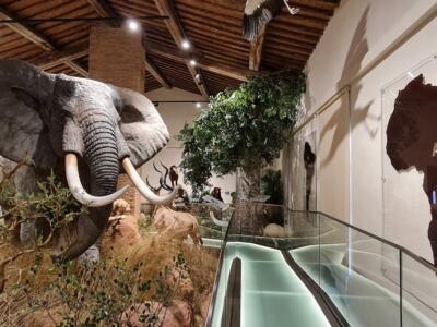 Nuova Sala della Biodiversità del Museo di Storia Naturale dell’Università di Pisa