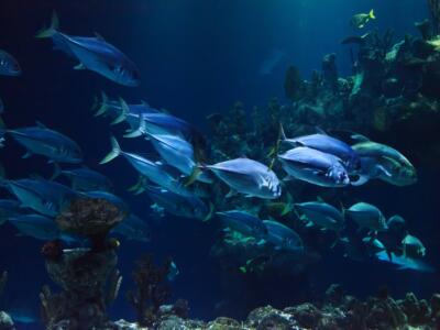 La sala del mare del museo del Mediterraneo ora anche online