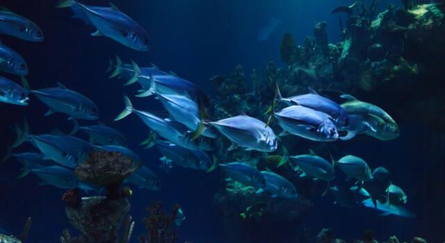 La sala del mare del museo del Mediterraneo ora anche online