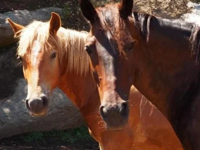 Cavalli morti a Volterra, Ihp si oppone all’archiviazione del caso￼