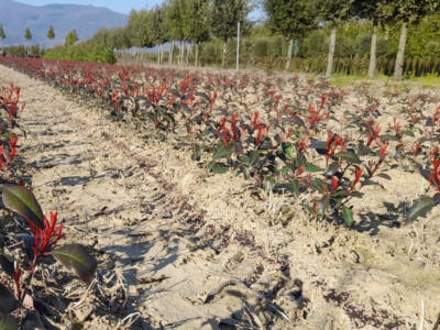 Coldiretti, da agnelli a cipressini è sos furti nelle aziende agricole