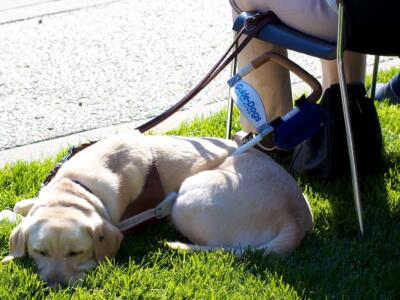Scuola cani guida di Scandicci: open day per l’affidamento dei cuccioli sabato 21 maggio