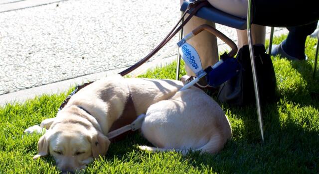 Scuola cani guida di Scandicci: open day per l’affidamento dei cuccioli sabato 21 maggio