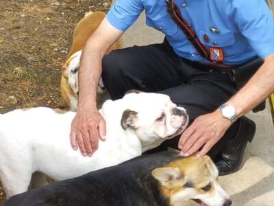 Maltrattamento animali, sequestrati 37 cani di varie razze