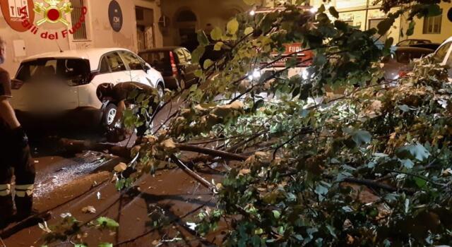 Caduto un grosso ramo in centro a Livorno, danneggiate auto parcheggiate