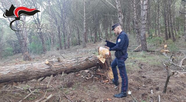 Taglia alberi nel bosco senza autorizzazione, denunciato dai carabinieri
