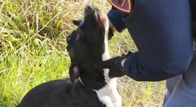 Trovati dalla Polizia due cuccioli di Pitbull rinchiusi e malnutriti in un edificio abbandonato