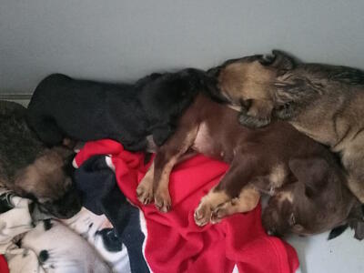 Livorno, trovate abbandonate quattro cuccioline di 30 giorni: cercano urgentemente casa