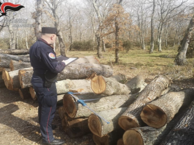 Taglio di boschi non autorizzato, intervengono i carabinieri Forestali