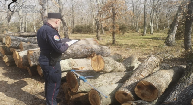 Taglio di boschi non autorizzato, intervengono i carabinieri Forestali