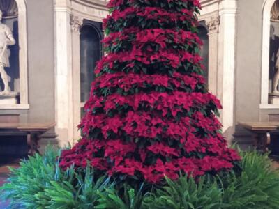 300 stelle di Natale per l’albero di Natale a Palazzo Vecchio