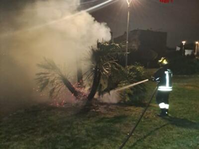 Vandalismi in porto, in fiamme un albero